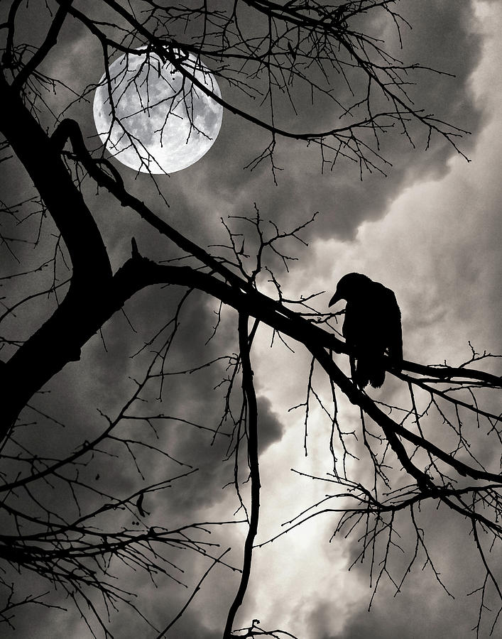 Crow and the Moon Photograph by Philip Openshaw
