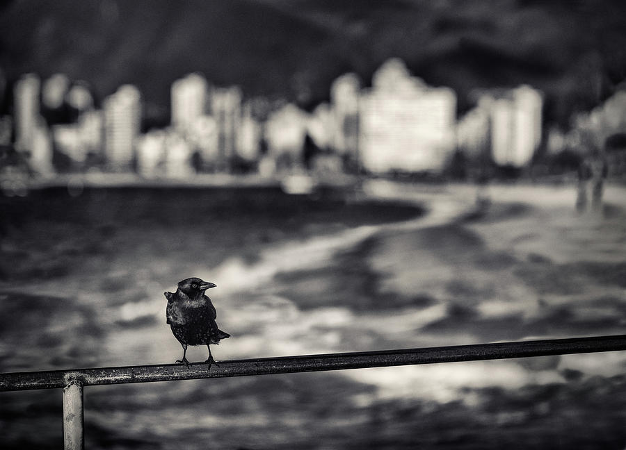Crow and Vancouver Skyline Photograph by Peter V Quenter