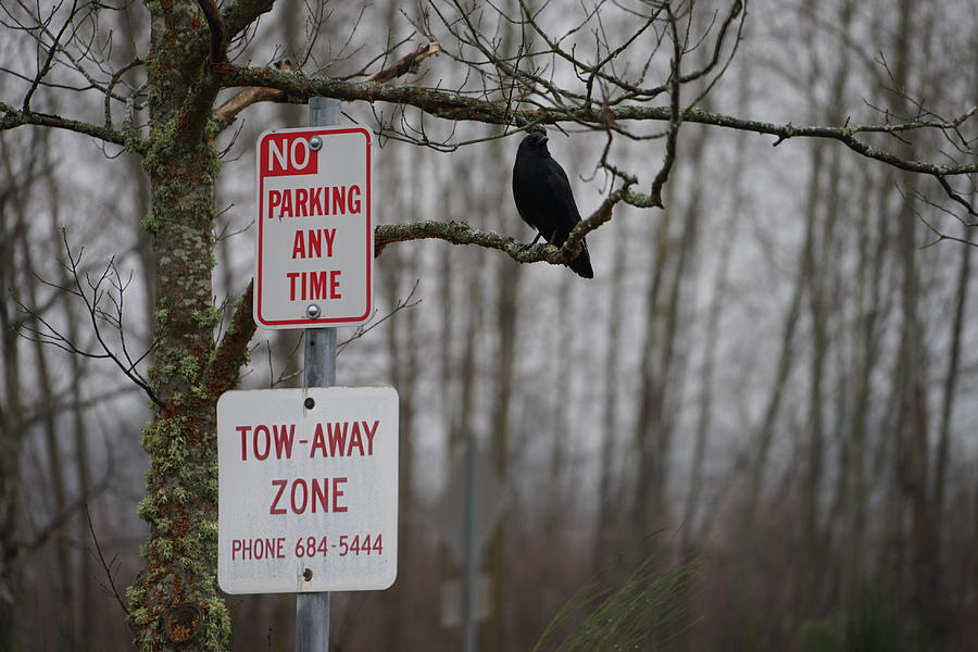 Crow Photograph - Crow Asking for a Citation in Magnuson Park in Seattle by Shirley Stevenson Wallis