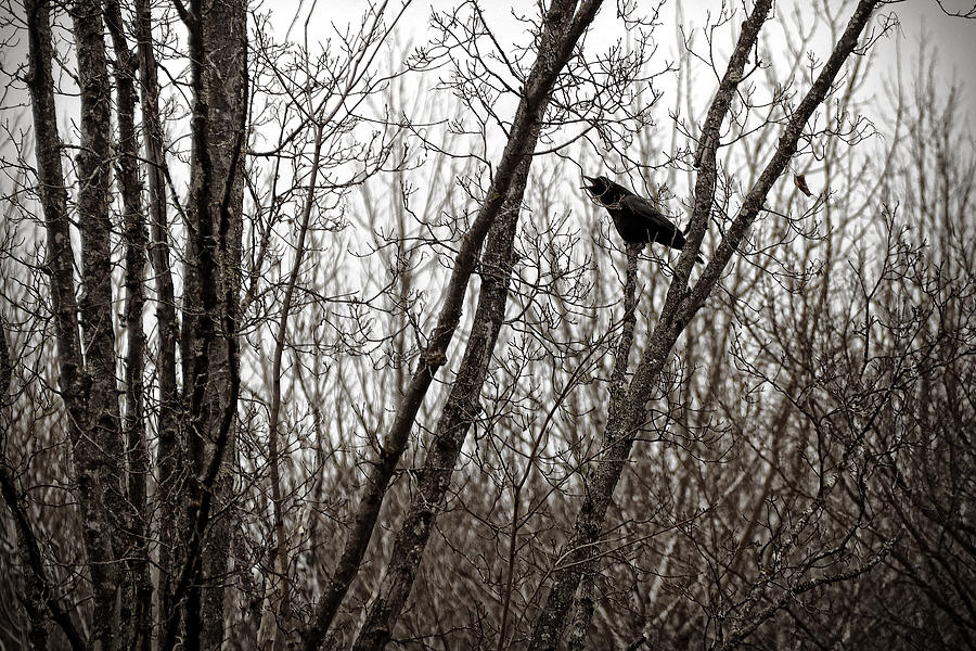 Crow Photograph - Crow Call by Angie Rea