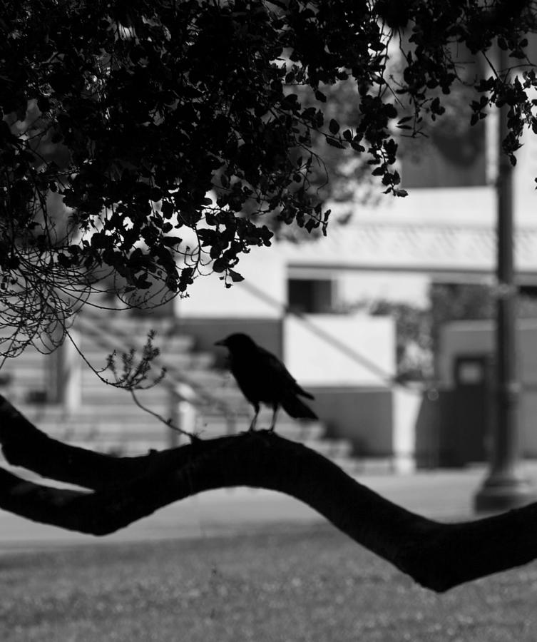Crow Cameo Photograph by Kandy Hurley