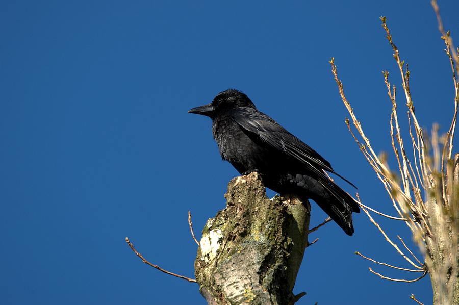 Crow Photograph by Chris Day