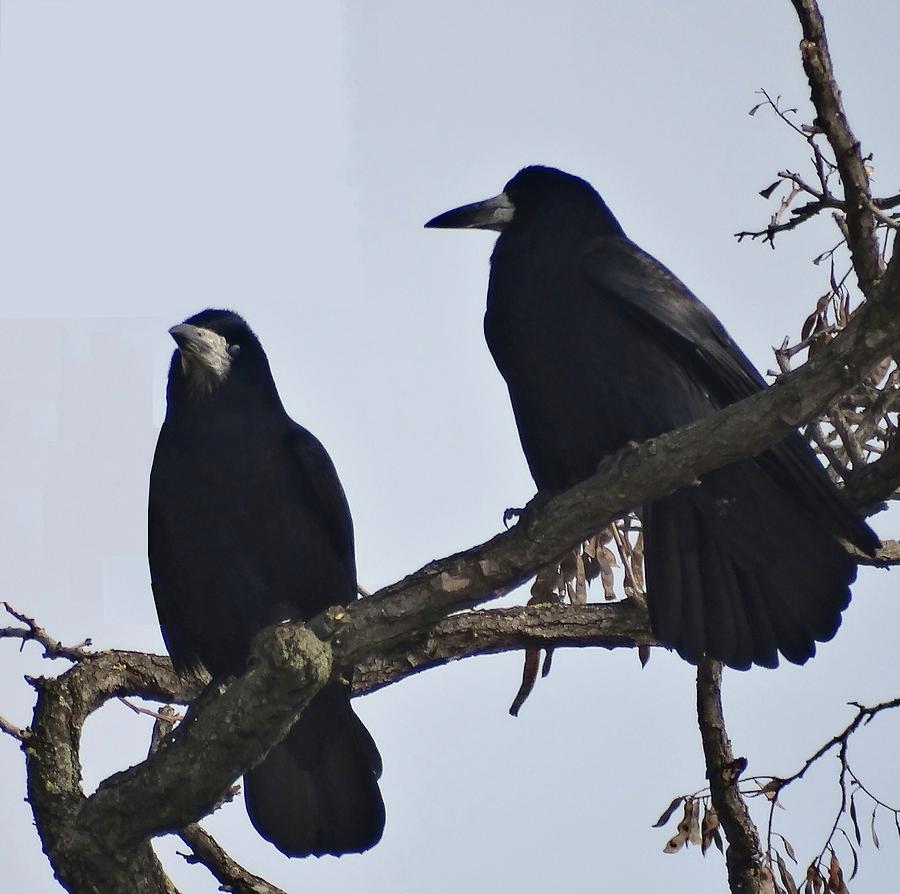 Crow couple Photograph by Explorer Lenses Photography - Fine Art America