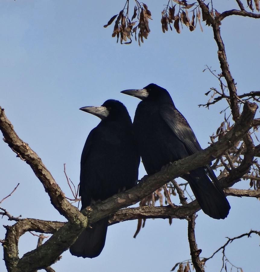 Crow couple II Photograph by Explorer Lenses Photography - Fine Art America