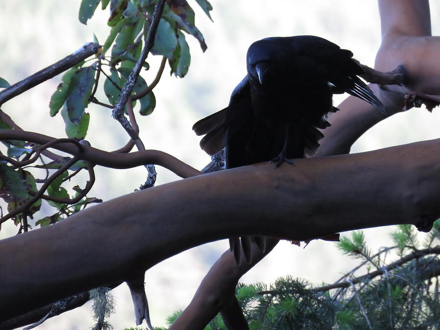 Crow Dance Photograph by Cheryl Trudell - Pixels