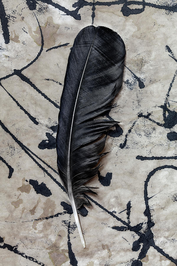 Crow Photograph - Crow Feather Midnight Black by Carol Leigh