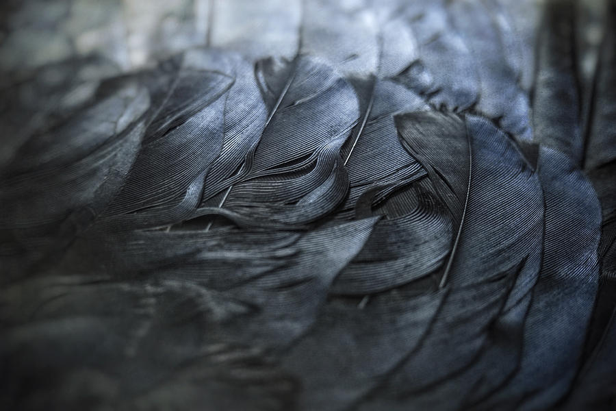 Feather Photograph - Crow Feathers by Angie Rea