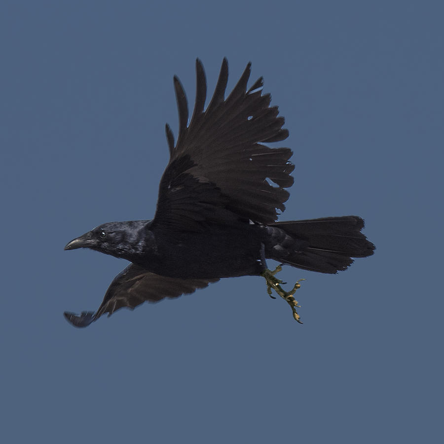 Crow Flying Photograph by William Bitman