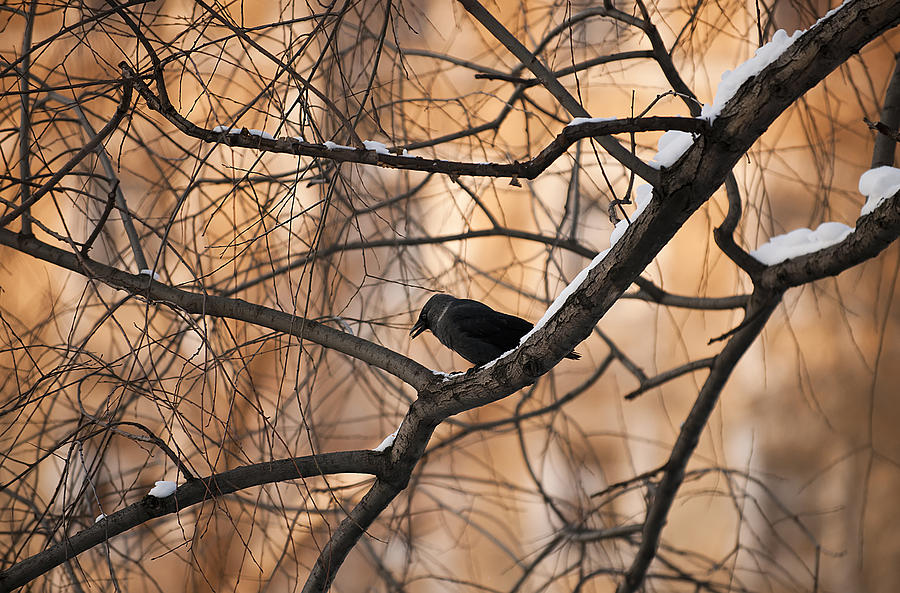 Crow Photograph by Gouzel -