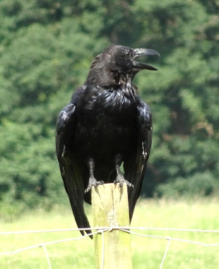 Crow I Photograph by Nicholas Rainsford - Fine Art America