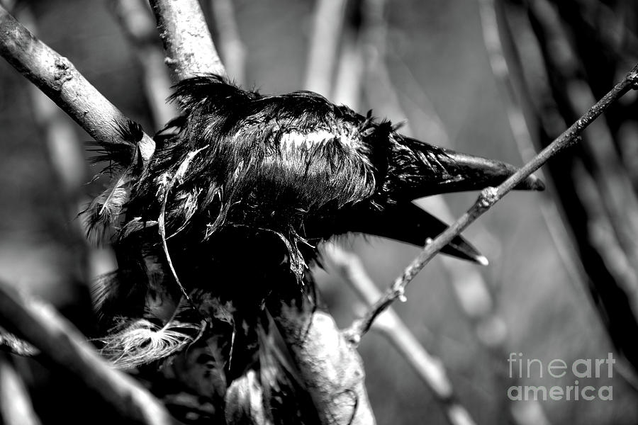 Crow in decay Photograph by FineArtRoyal Joshua Mimbs