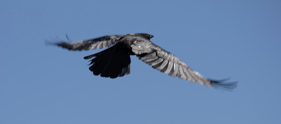 Crow in Flight 2 Photograph by Donna L Munro
