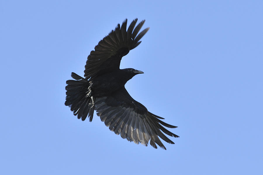 Crow Photograph - Crow in flight by Bradford Martin