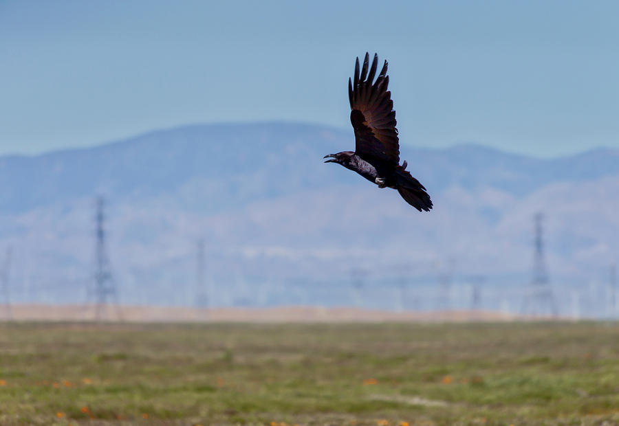 Crow In Flight Photograph by Gene Parks