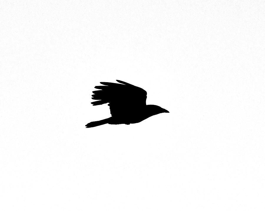 Crow in Flight Silhouette Photograph by Ken Stampfer