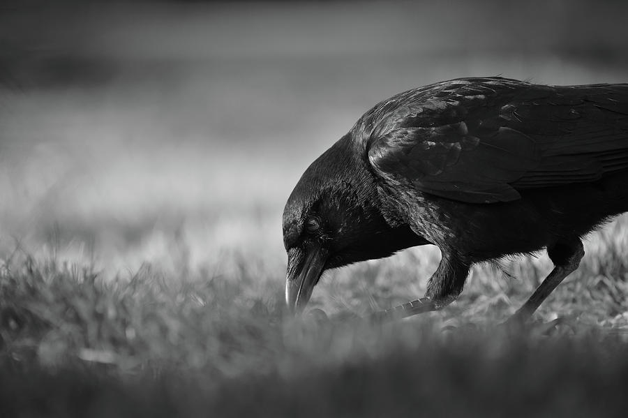 Crow in Grass Photograph by Rae Ann  M Garrett