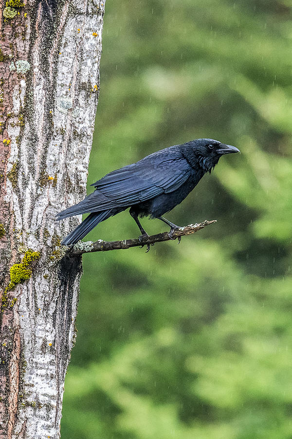 Crow Photograph - Crow in the rain by Paul Freidlund
