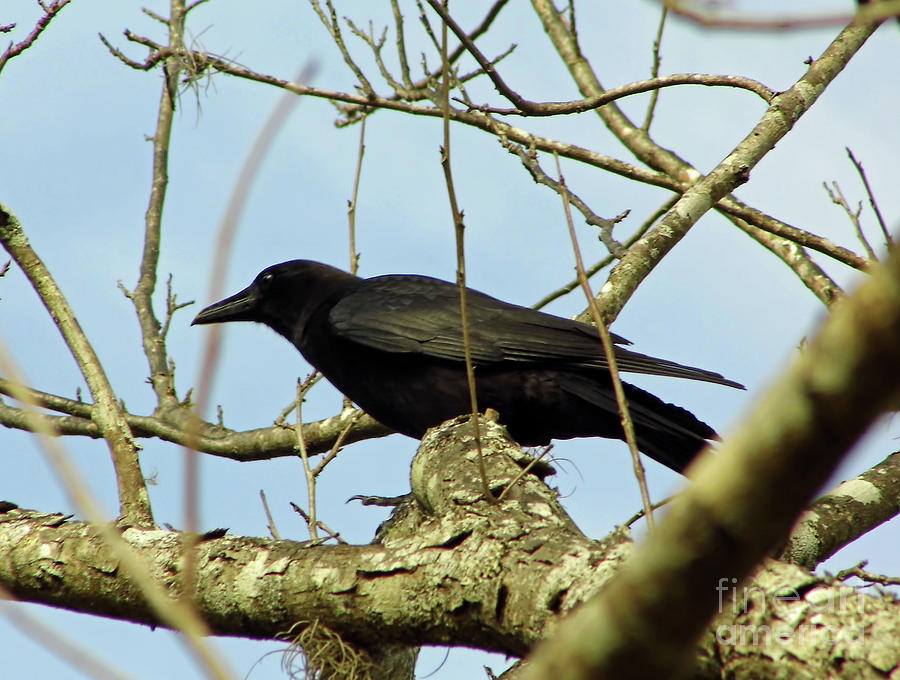 Crow In The Tree Photograph by D Hackett