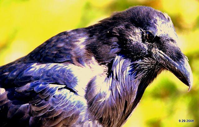 Crow Photograph - Crow In Yellow Stone Park by Aron