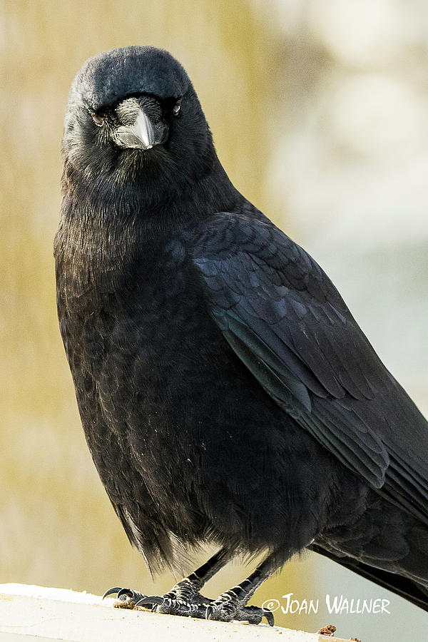 Crow Photograph by Joan Wallner