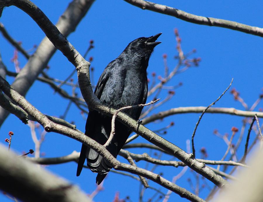 Crow Photograph by Karen Silvestri