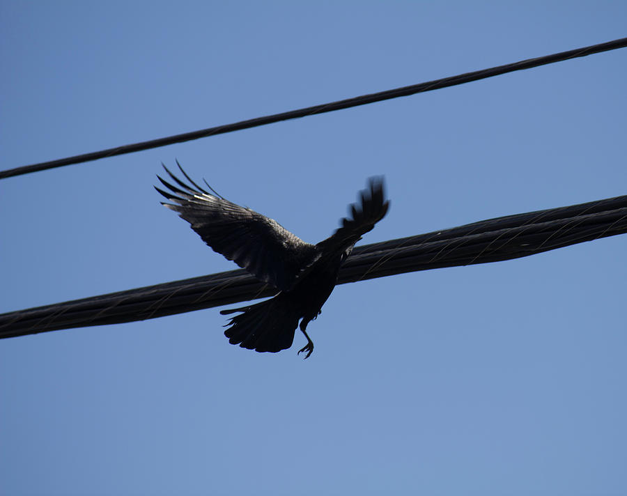 Landscape Photograph - Crow Landing on a Wire by Donna L Munro