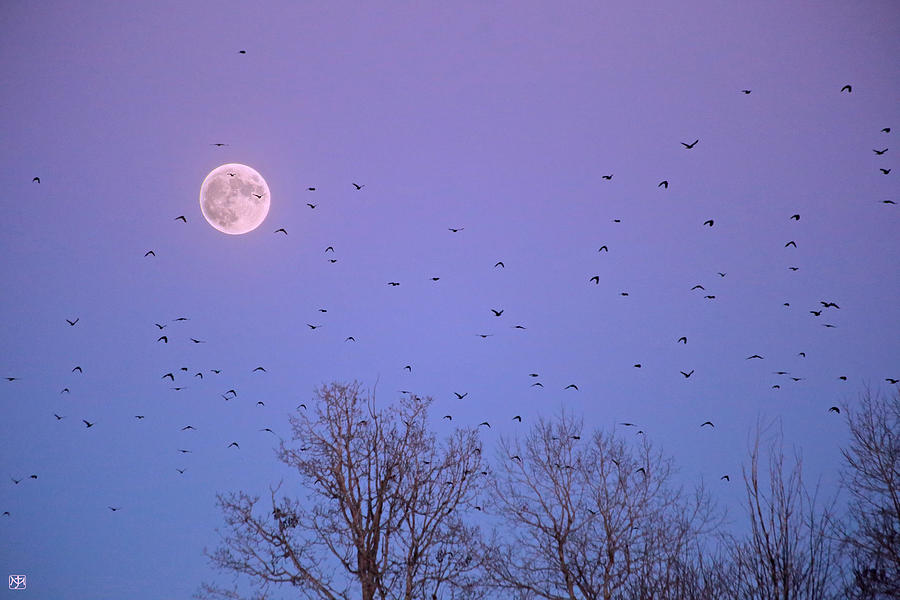 Crow Moon Photograph by John Meader