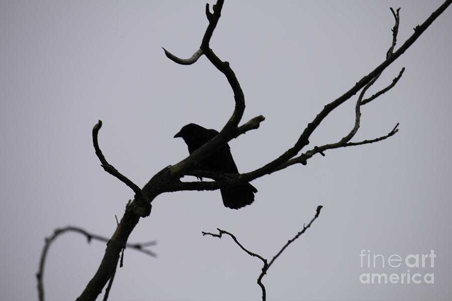 Crow Photograph - Crow on a Branch by Donna L Munro