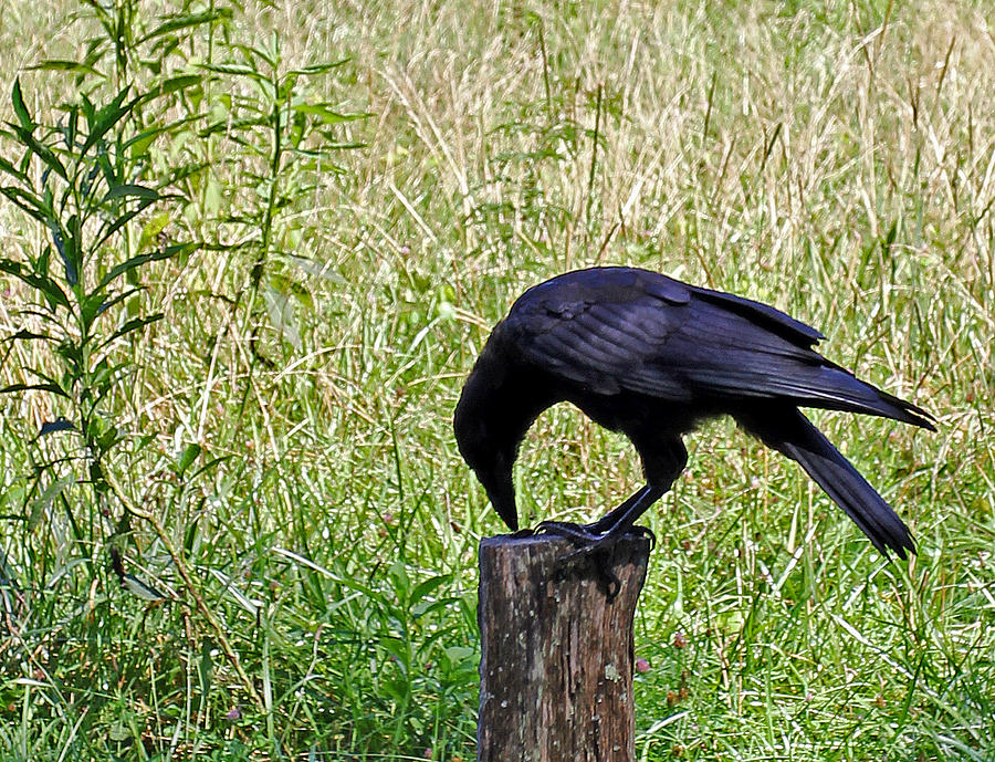Crow on a Post Photograph by Jennifer Robin