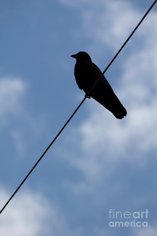 Crow on a Wire Photograph by Donna L Munro
