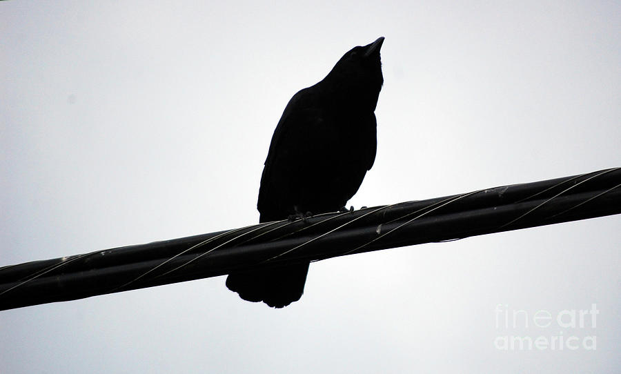 Crow Photograph - Crow on a Wire by Rose De Dan