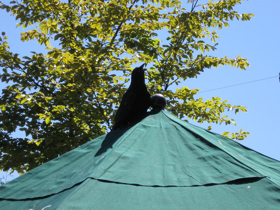 Crow on an Umbrella Photograph by AJ Brown