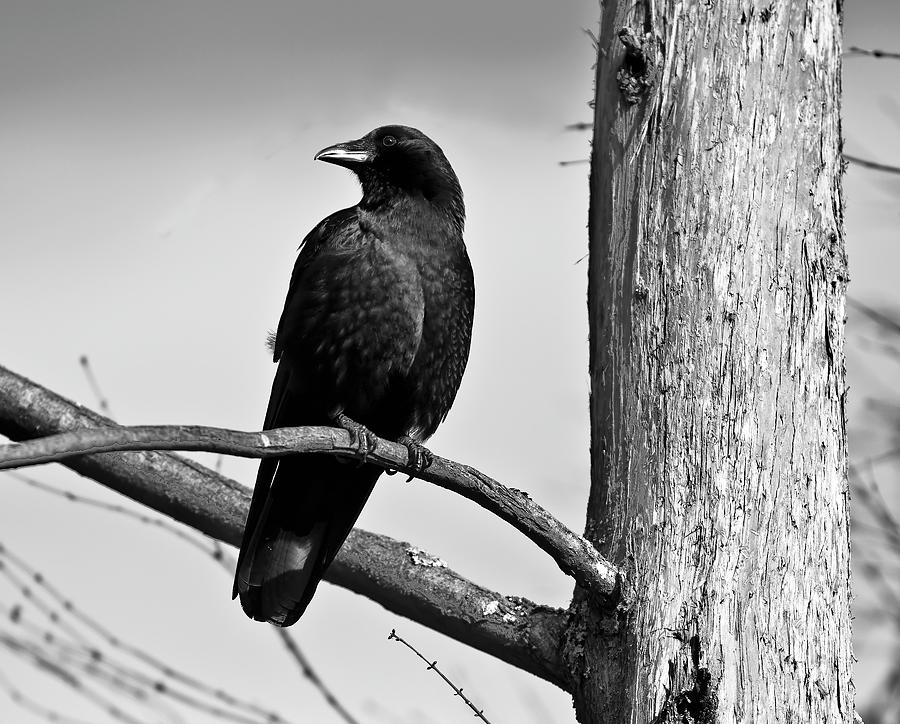 Crow Photograph - Crow on Branch by Alasdair Turner