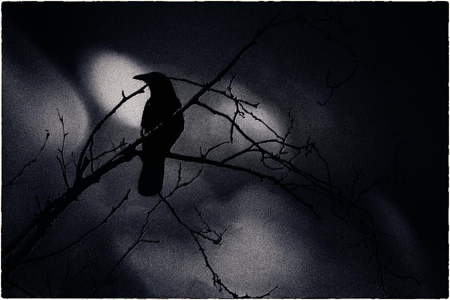 Crow on Branches with Shadows Photograph by Peter V Quenter