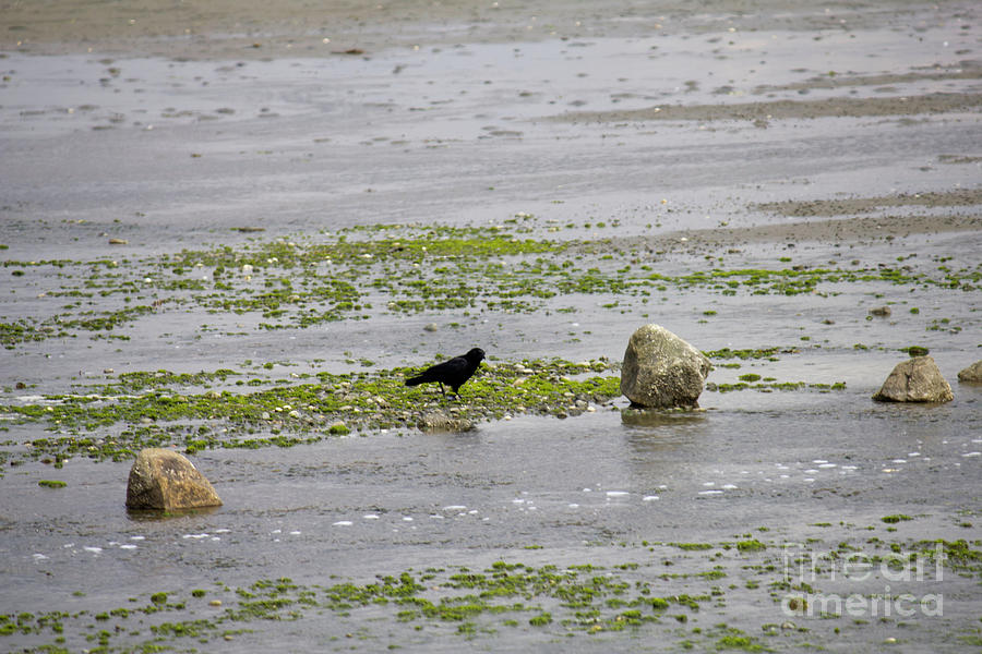Crow on Centennial Park Beach Photograph by Donna L Munro
