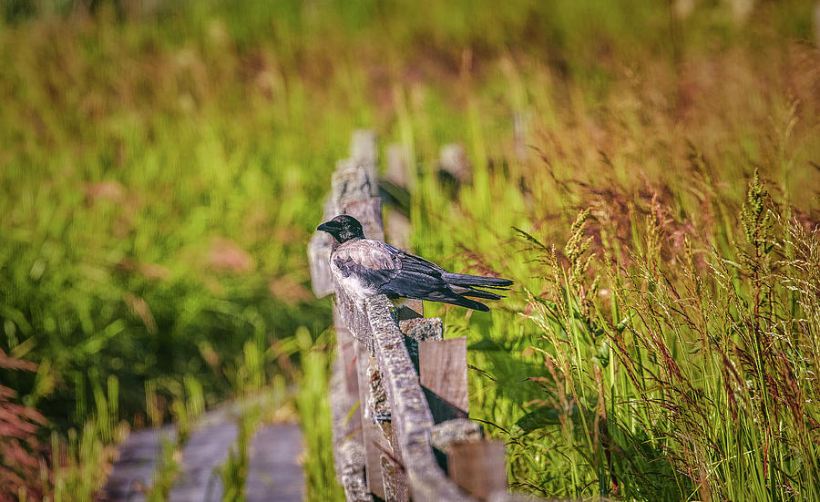 Crow on fence.  Photograph by Leif Sohlman