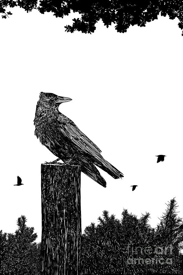 Crow on fence post Digital Art by Clayton Bastiani