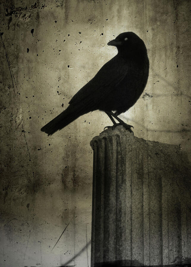 Crow On The Old Column Photograph by Gothicrow Images - Fine Art America