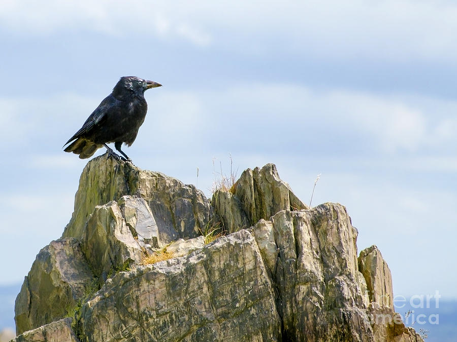 Crow On The Rocks Photograph by Linsey Williams