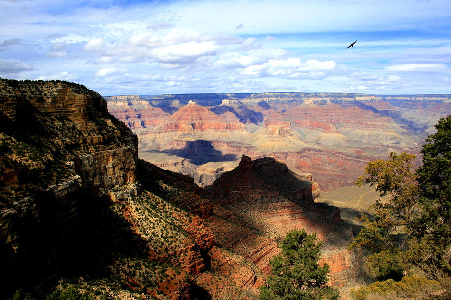 Crow over the Canyon Photograph by Christopher J Kirby