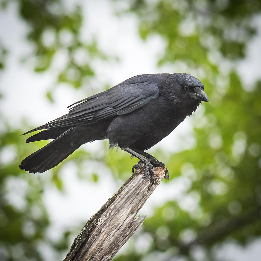 Crow Photograph by Paul Freidlund