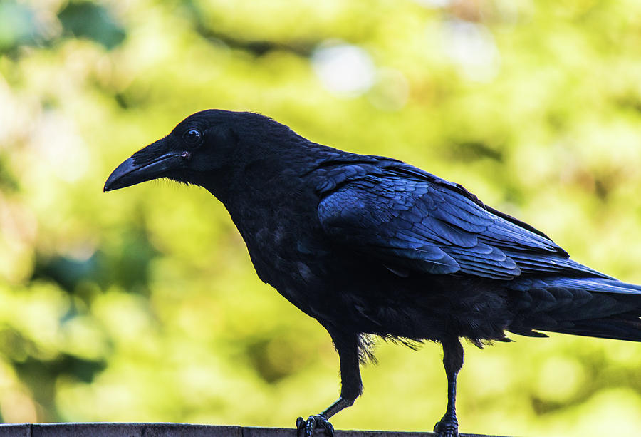 Crow Perched Photograph by Jonny D