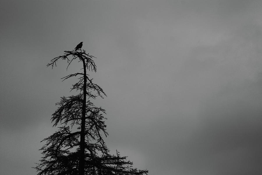 Black And White Photograph - Crow Perched on Tree Top - Black and White by Matt Quest