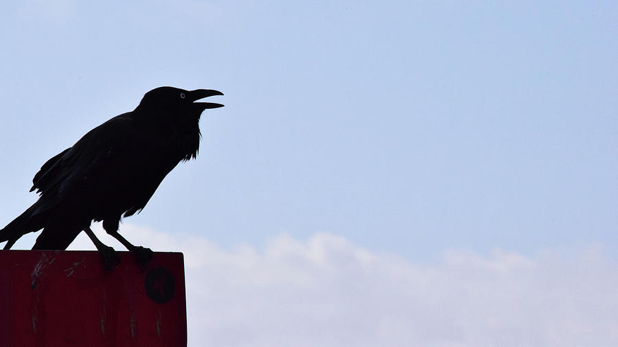Bird Photograph - Crow Profile by Sandy Taylor