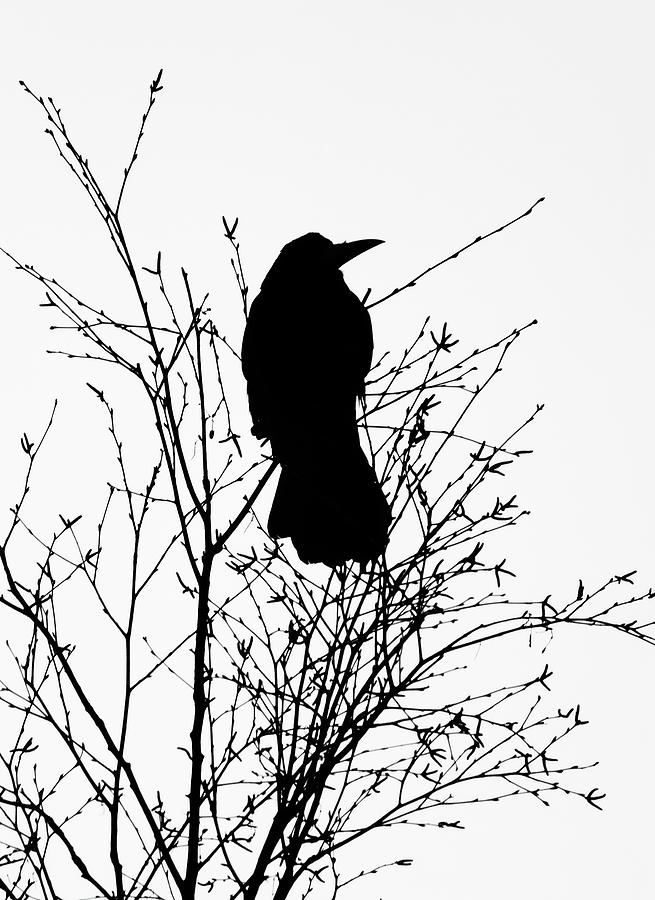 Crow Rook Perched In A Tree With Pare Branches In Winter Photograph by Philip Openshaw