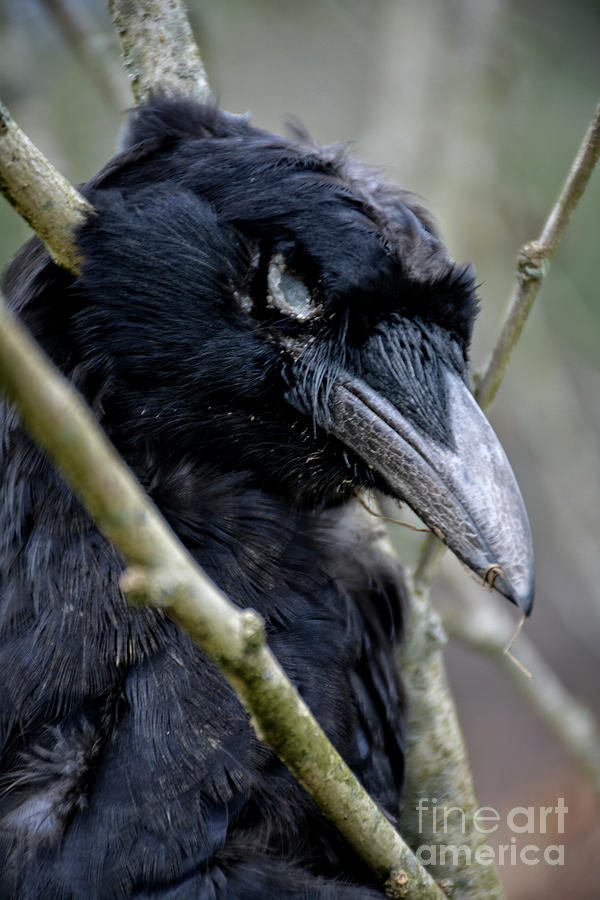Crow Photograph by FineArtRoyal Joshua Mimbs