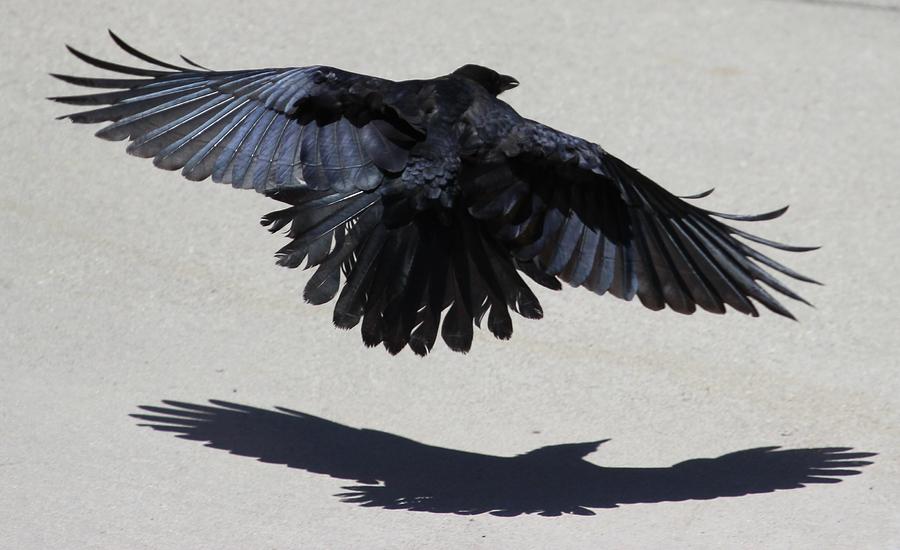 Crow Sees His Shadow Photograph by Gary Canant - Pixels