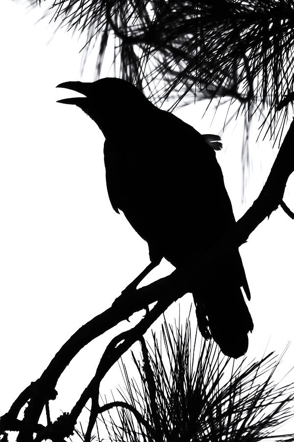 Crow Silhouette Photograph by Patricia Schaefer