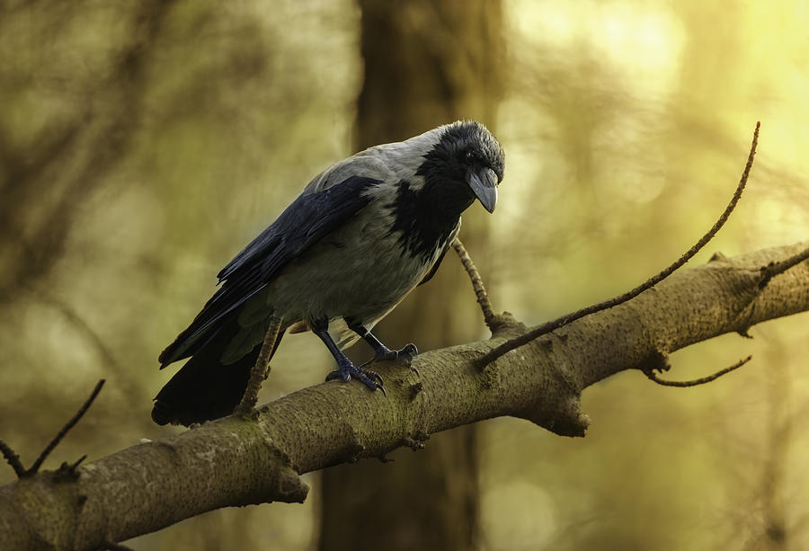 Crow sitting on the branch. Photograph by Jaroslaw Blaminsky