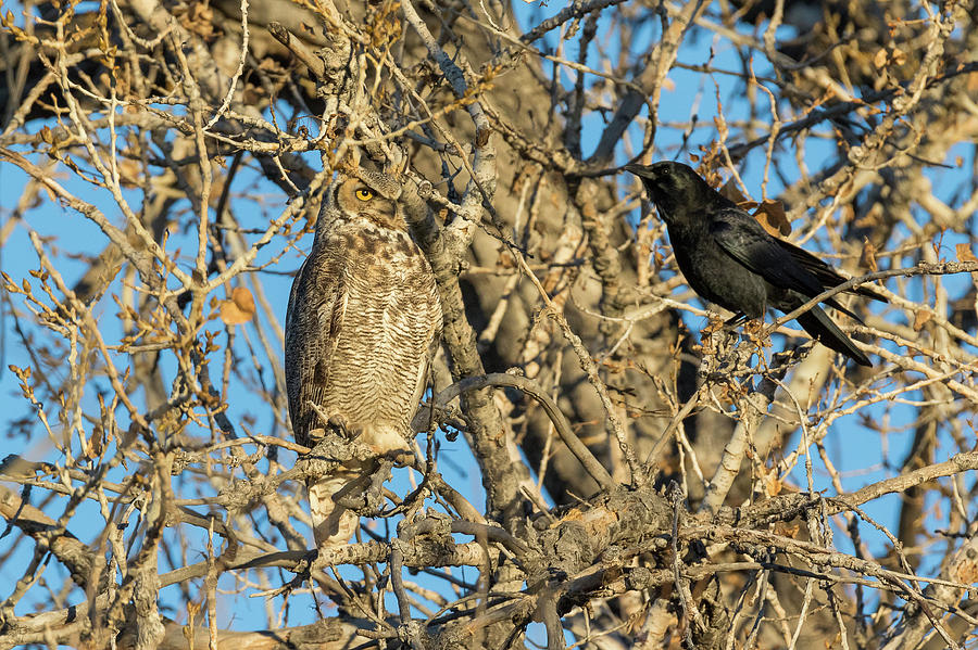 Crow Takes on a Great Horned Owl Photograph by Tony Hake